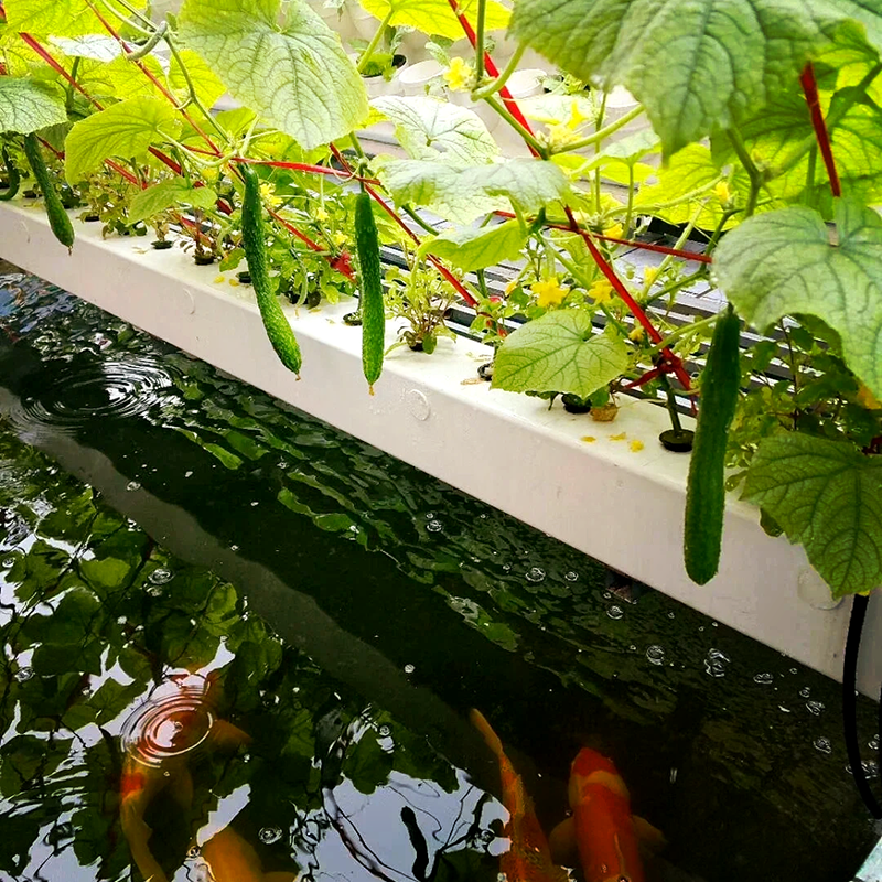 运城市水肥机鱼菜共生 - 厂家
