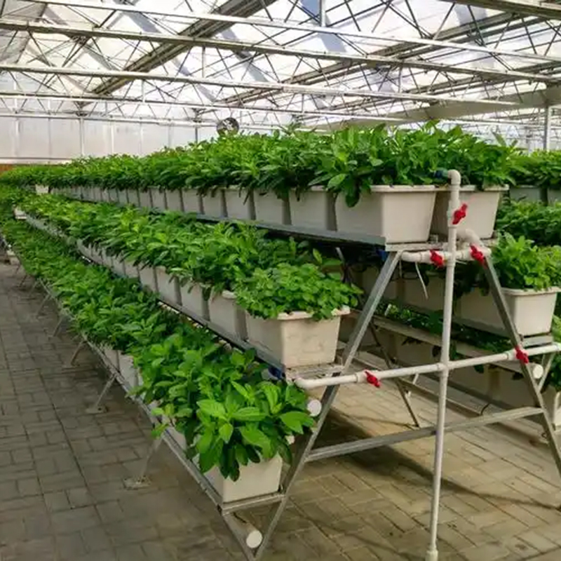 运城市植物工厂水培蔬菜 - 哪里好